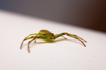 Wall Mural - spider on the wall