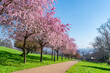 © beataaldridge - Cherry blossoms in Alexandra Park, London, UK. Selective focus