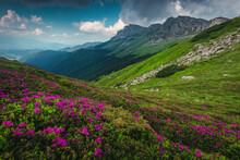 Blooming Pink Rhododendron Flowers In The Mountains, Bucegi, Carpathians, Romania