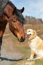 Horses And Dogs, Animal Friends: Portrait Of A Bay South German Draft Horse And A Golden Retriever Dog