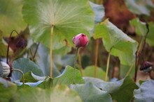 Red Lotus Flower Bud