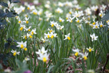 Fototapeta Tulipany - Yellow and white cyclamineus 'Jack Snipe' daffodils in flower
