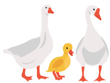 Geese And Gosling Flat Design, Isolated, Vector
