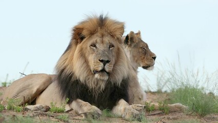 Wall Mural - big male african lion (panthera leo) in natural habitat, kalahari desert, south africa