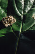 sparkling pyrite, fool's gold crystal geode rock on green fiddle leaf fig