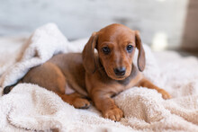 Cute Dachshund Puppie Looking At The Camera On A Light Background.
