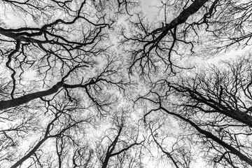  tree in winter