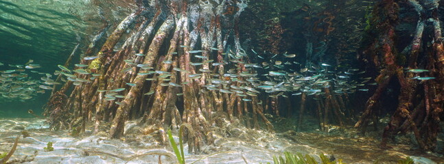 Wall Mural - Mangrove tree roots with shoal of small fish underwater sea, Caribbean
