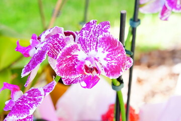 beautiful purple orchid flower in bloom