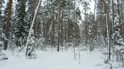 Wall Mural - Drone shot flying in the winter pine tree forest. Slow flight in forest on winter season.
