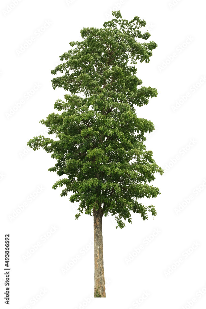 Tree Side View Block tree side view isolated on white background for landscape and ...