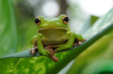 Fototapeta Zwierzęta - frog in the leaf, frog in the grass,