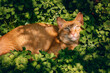 An orange cat lies on a clover grass on a sunny day in spring. Chinese domestic cat looks up in the shade.