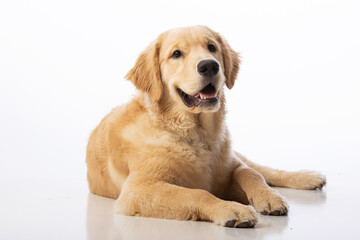 7 month old healthy pure bred golden retriever puppy dog. Portrait on seamless white background. 