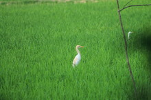 Snowy Egret In The Grass