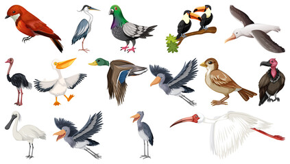 Canvas Print - Different kinds of birds collection