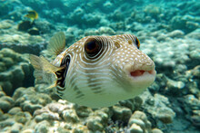 White-spotted Puffer On Coral Reef,Red Sea