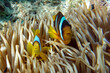 Red sea clown fish, male and female- Amphiprion bicinctus
