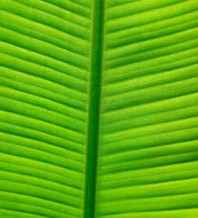 Sticker - Green banana leaf as a background.