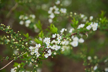 Sticker - 植物