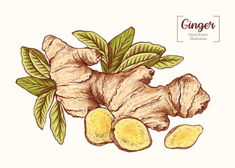 Ginger with leaves in vintage engraving style. Sliced ginger root. Vector Hand Drawn. Sketch Botanical Illustration. Eco healthy food. Superfood. Menu design, restaurant, shop