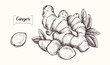 Ginger with leaves in vintage engraving style. Sliced ginger root. Vector Hand Drawn. Sketch Botanical Illustration. Eco healthy food. Superfood. Menu design, restaurant, shop