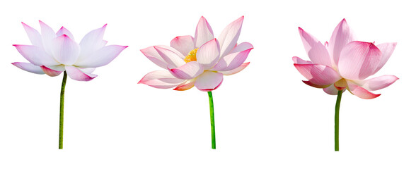 Canvas Print - Lotus flower collections isolated on white background. File contains with clipping path.