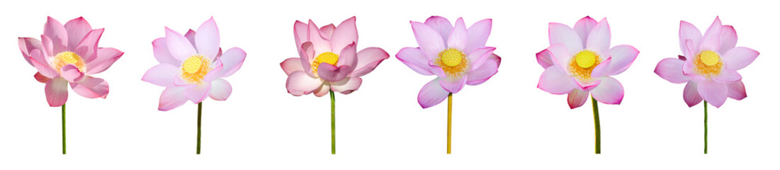 Canvas Print - Lotus flower collections isolated on white background. File contains with clipping path.