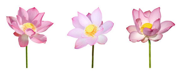 Canvas Print - Lotus flower collections isolated on white background. File contains with clipping path.