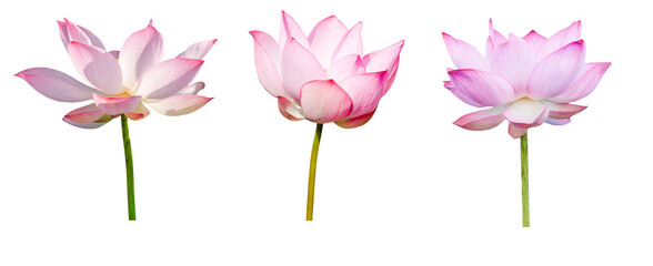 Wall Mural - Lotus flower collections isolated on white background. File contains with clipping path.