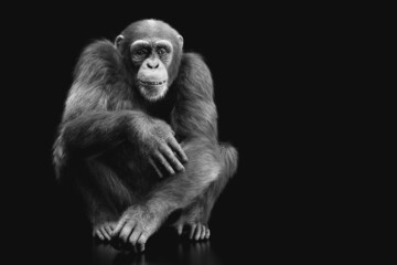 chimpanzee monkey sitting portrait on black