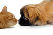 canvas print picture Cat and dog are lokking at each other on a clean white background