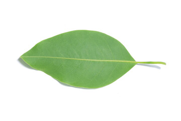 Wall Mural - green leaf isolated on white background.