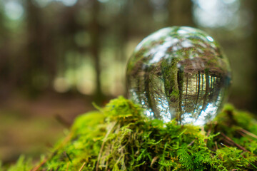 Wall Mural - Glass ball on a moss in a forest. Trees reflection. Selective focus. Nobody. Abstract nature background