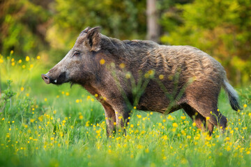 Wall Mural - wild boar, sus scrofa, standing on wildflowers in spring from side. brown snout looking on green fie