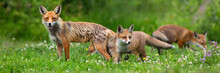 Red Fox, Vulpes Vulpes, Family On A Blooming Green Summer Meadow Facing Camera. Juvenile Mammal Exploring Their Territory While Being Watched By Their Mother. Wholesome Wildlife Scenery.