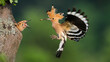 Leinwandbild Motiv Eurasian hoopoe, upupa epops, feeding chicks in nest in springtime. Bird with orange crest landing on tree with food. Baby animals with open beaks in hole.