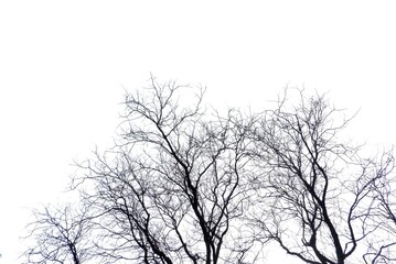 A dead tree with twigs in the forest on white isolated background