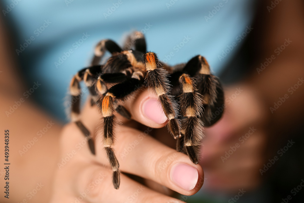 Woman with scary tarantula spider, closeup
