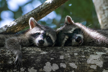 Wall Mural - Closeup shot of a two racoons lying together on a tree branch