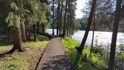 Wall Mural - Closeup of a long path in a forest near the lake on a sunny day