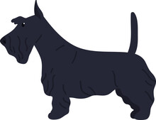 Scottish Terrier Or Scottie Dog Breed Illustration