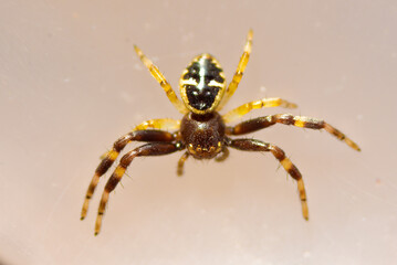 Canvas Print - Close-up of a Napoleon spider, Synema globossum macrophotography