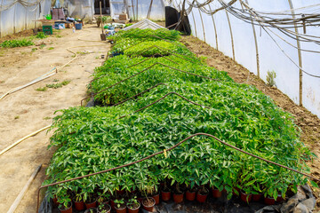 Wall Mural - Lots of tomato seedlings and various seedlings in the greenhouse. Growing vegetable seedlings.