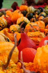 Canvas Print - Photo of pumpkins for party