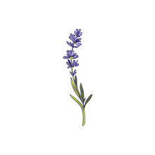 Lavender Plant Twig With Flowers And Narrow Leaves Vector Illustration Isolated.