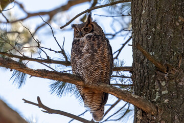 Poster - The great horned owl (Bubo virginianus) also known as the tiger owl is native bird to the Americas