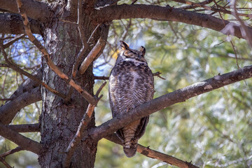 Poster - The Great horned owl on a tree