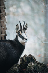 Poster - Vertical portrait shot of a chamois curiously looking