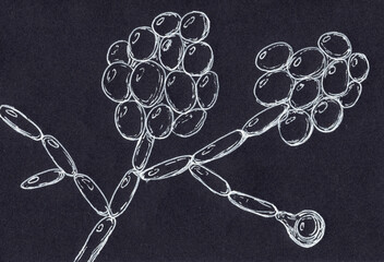 Poster - Candida albicans yeasts, microscopic fungi